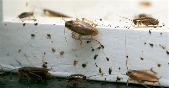 Do cockroaches have nests?