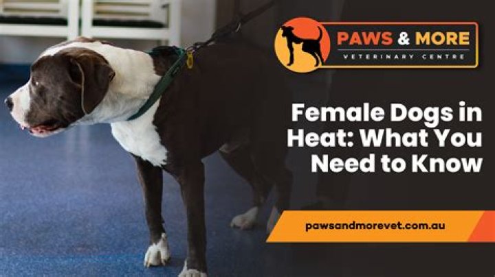 Do female dogs get more aggressive when in heat?
