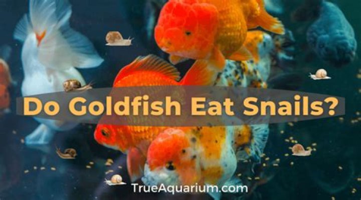 Do goldfish eat baby snails?