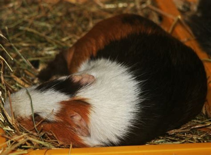 Do guinea pigs sleep with their eyes closed?