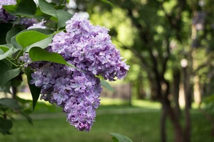 Do lilacs grow in Zone 9?