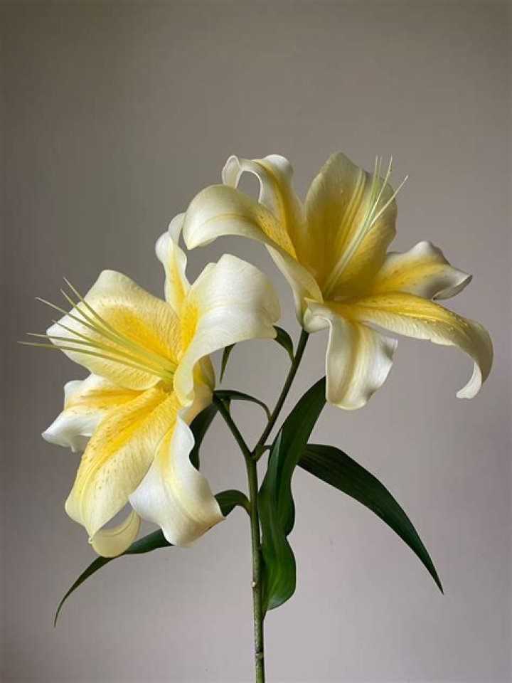 Do lilies have a fragrance?