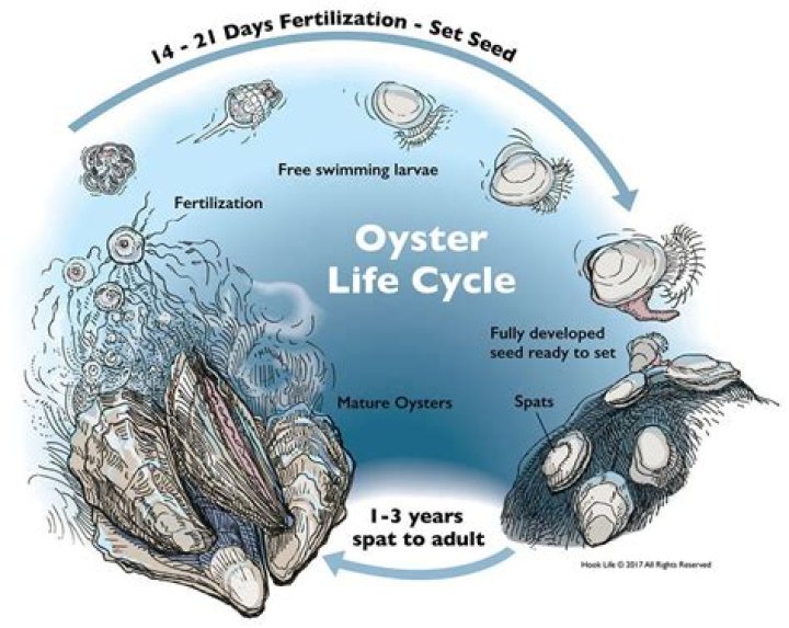 Do oysters move?