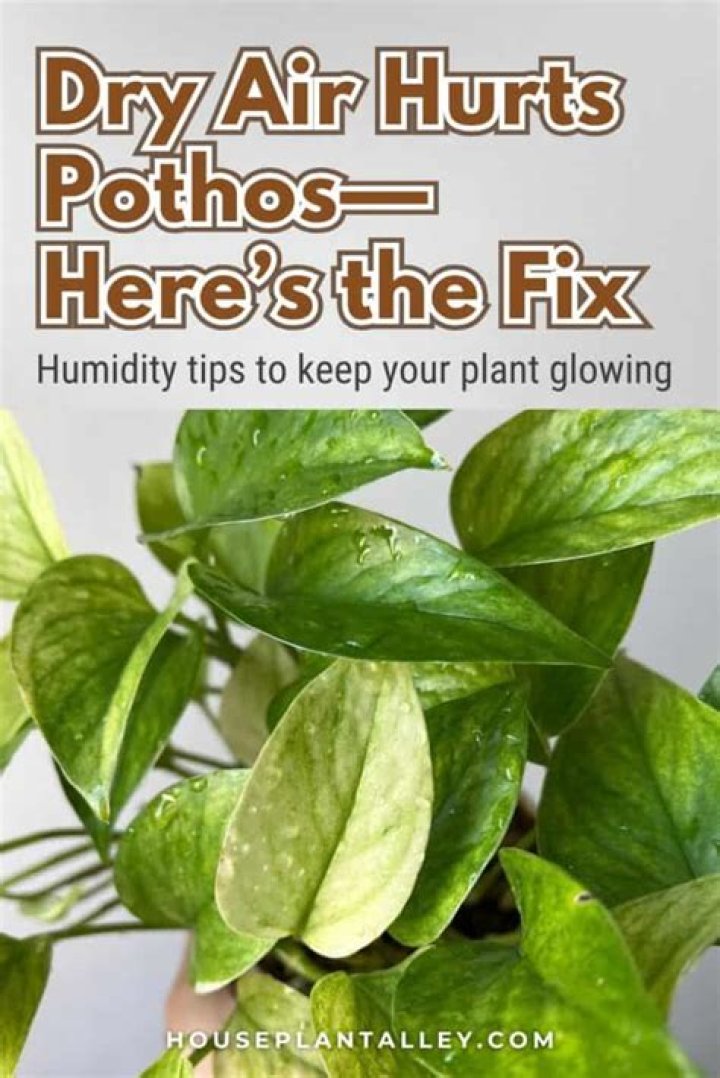 Do pothos like humidity?