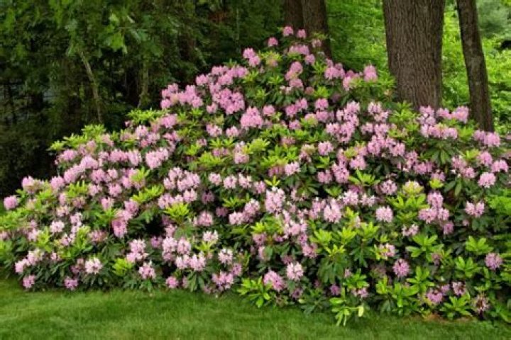 Do rhododendrons like sun or shade?