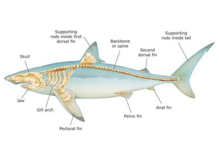 Do sharks have a skeletal system?