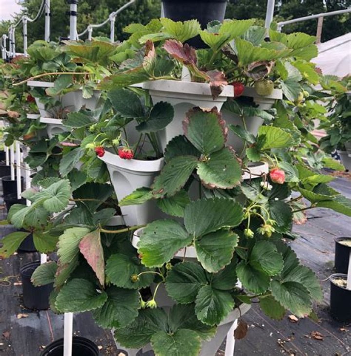Do strawberries need to climb?