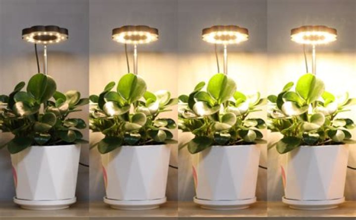 Do sunlight lamps work for plants?