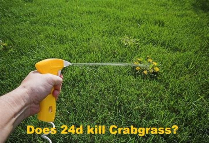 Does 24d kill new grass?
