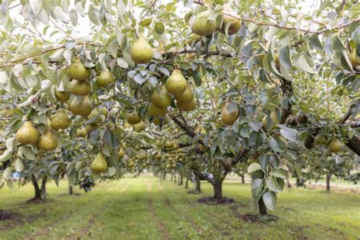 Does a Cleveland Pear tree bear fruit?