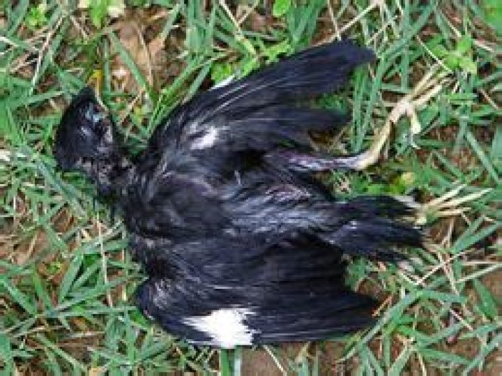 Does a dead bird smell?
