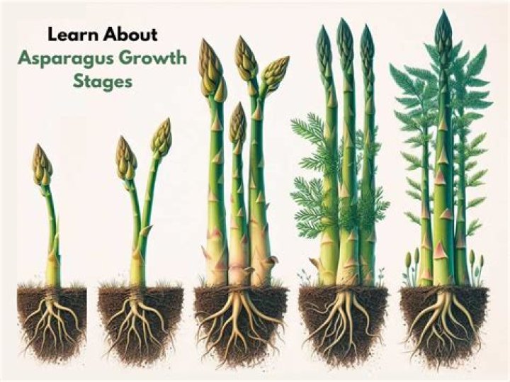 Does Aldi have asparagus?