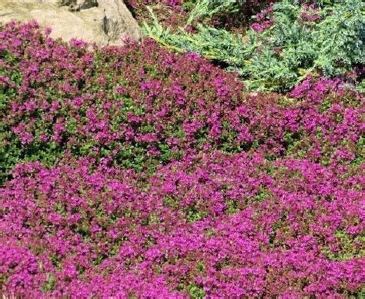 Does wooly thyme spread?