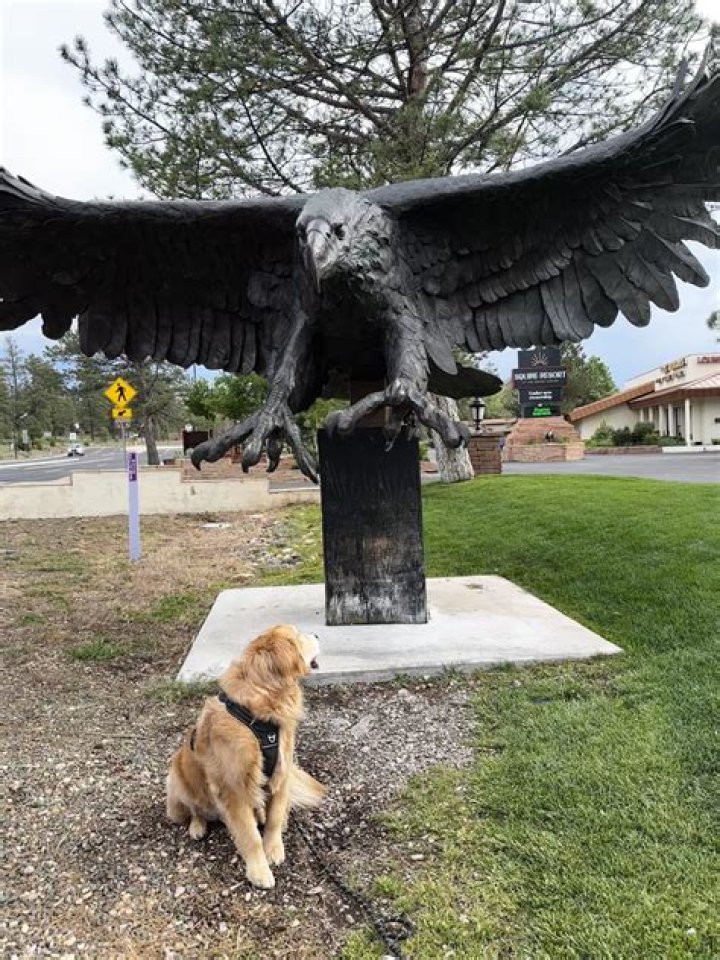 Dog Snatched by Eagle Survives Terrifying Encounter in Pennsylvania
