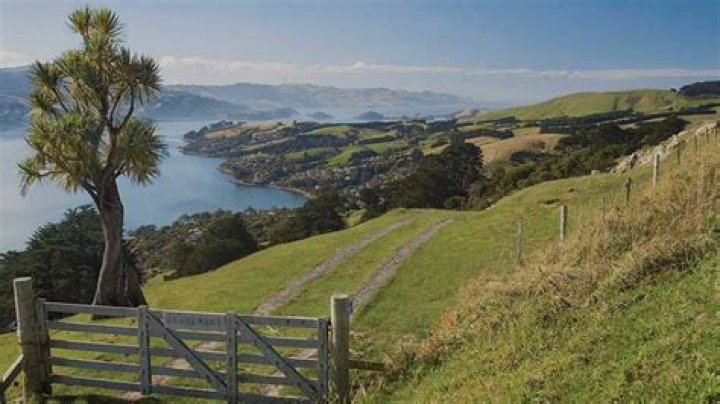 Dunedin Cruise: Best Cruises to Dunedin
