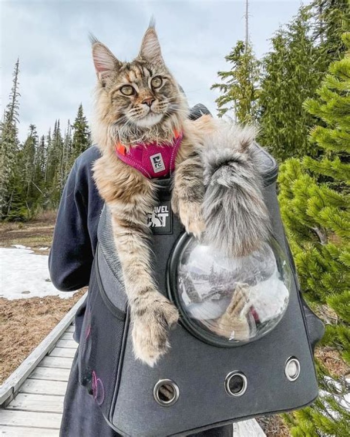 Fig & Scout: Adventure Cats Living the Good Life on Vancouver Island