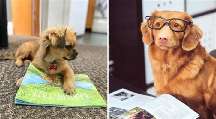 Forget Books, This Library Lets You Borrow Dogs