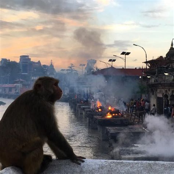 Gang of monkeys terrorize tourists in Indonesia