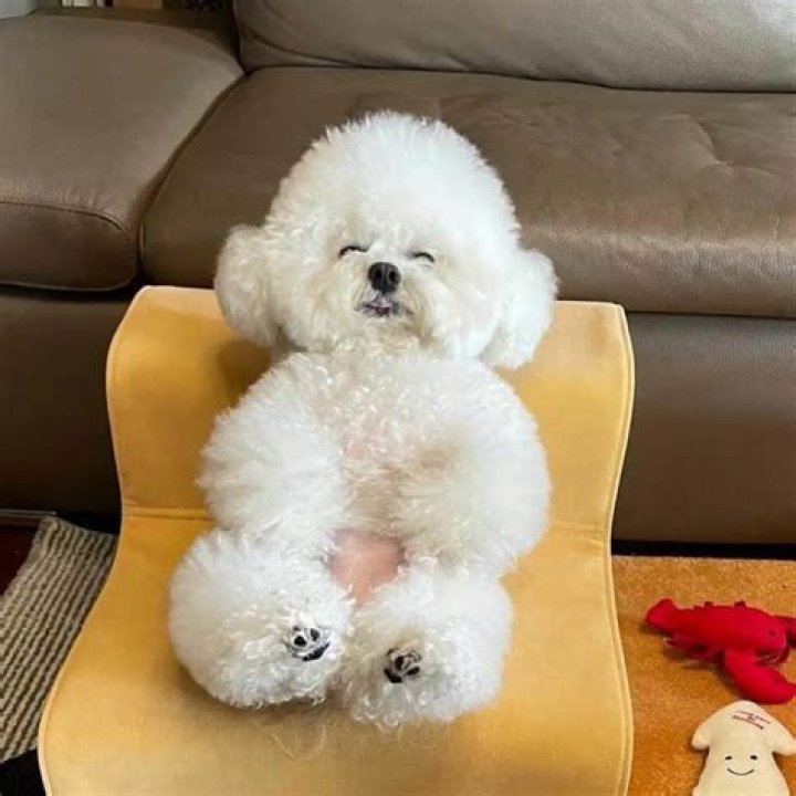 Ham Arang the Bichon Frise Makes the Funniest Faces (@arang2o_o)