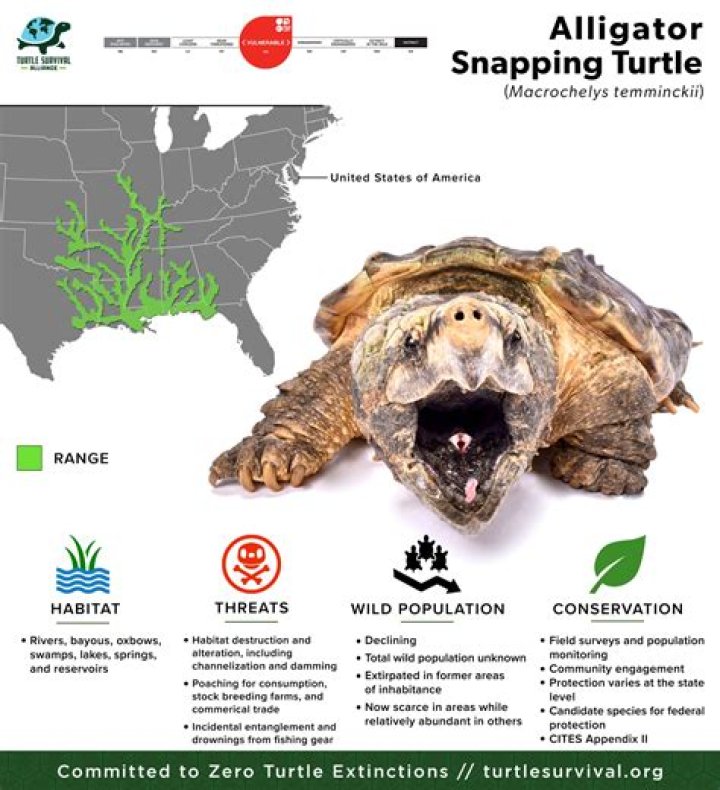 How common are snapping turtle bites?
