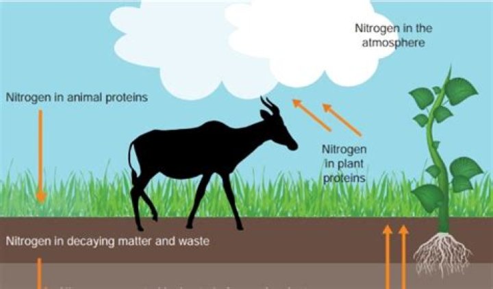 How do animals obtain usable nitrogen?