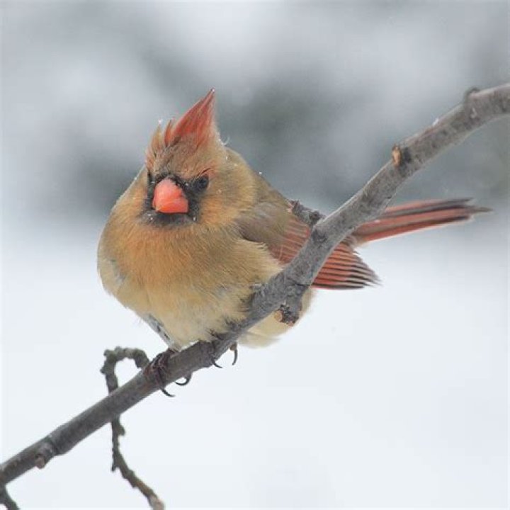 How do cardinals stay warm in the winter?