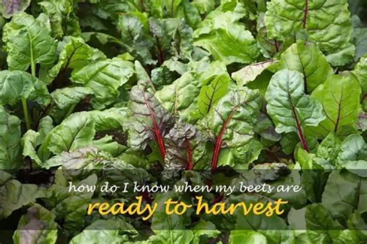 How do I know when my beets are ready to harvest?