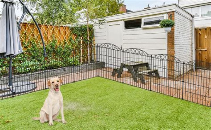 How do I protect my dog from door frame?