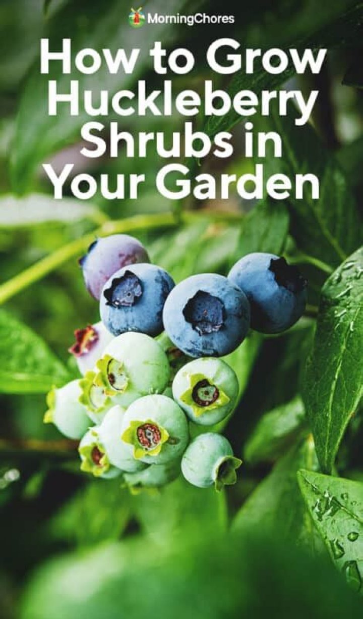 How do you dry huckleberries?