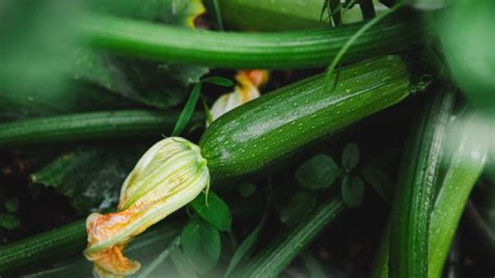 How do you fertilize zucchini?