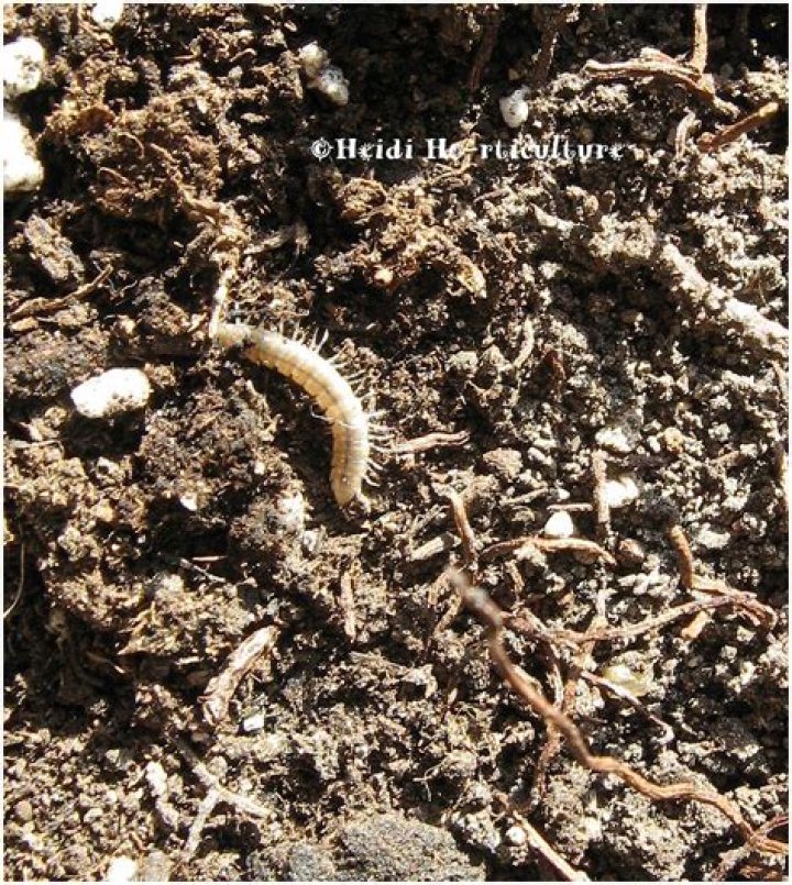 How do you get rid of little white worms in plant soil?