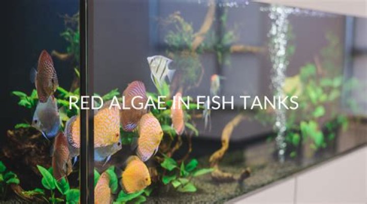 How do you get rid of red algae in a fish tank?