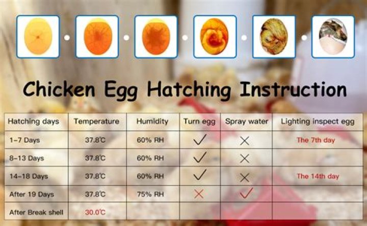 How do you hatch pheasant eggs in incubator?