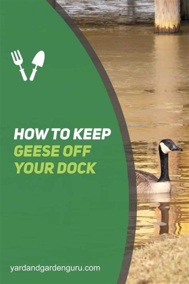 How do you keep geese off the beach?