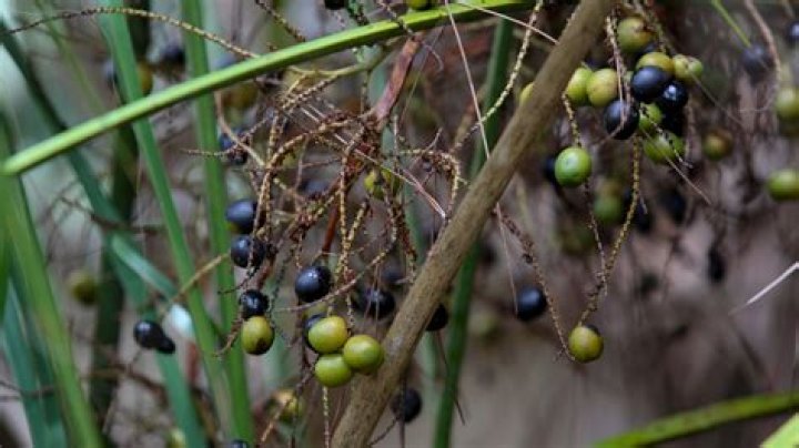 How do you know when palmetto berries are ripe?