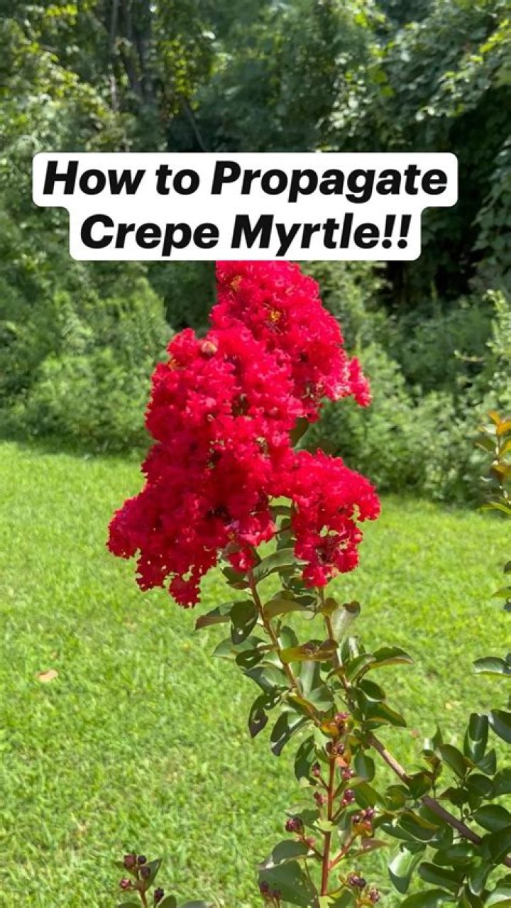 How do you propagate crepe myrtle?