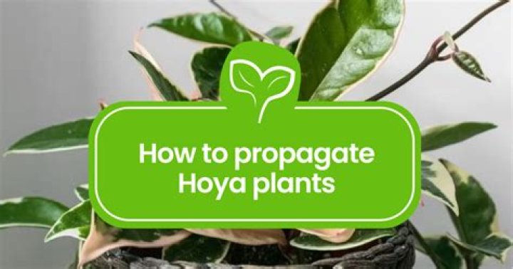 How do you propagate Hoya Linearis?