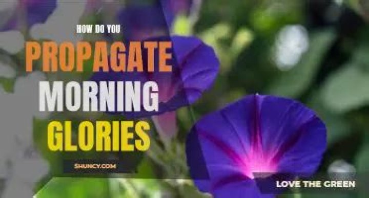 How do you propagate morning glories?