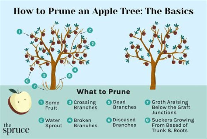 How do you prune an overgrown redbud tree?
