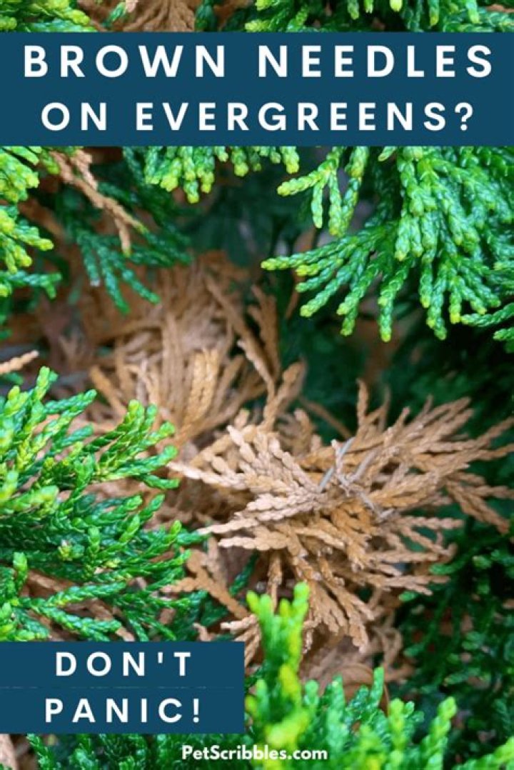 How do you revive a brown evergreen?