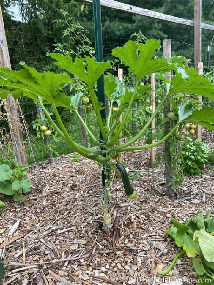 How do you tell the difference between a squash and a pumpkin plant?