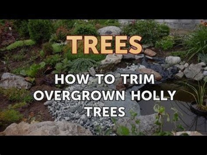 How do you trim an overgrown holly tree?