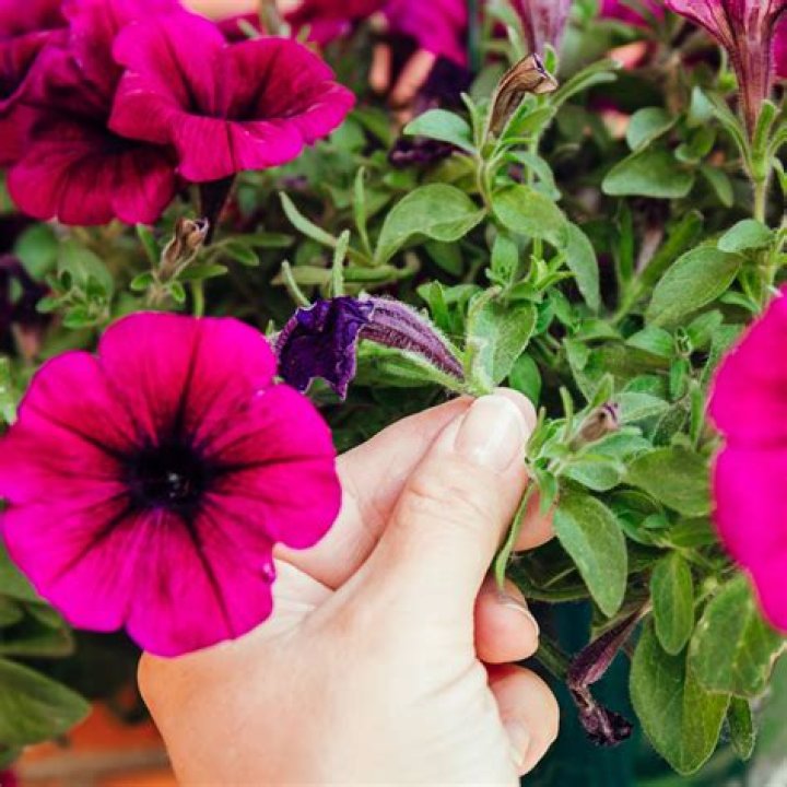 How do you winterize petunias?