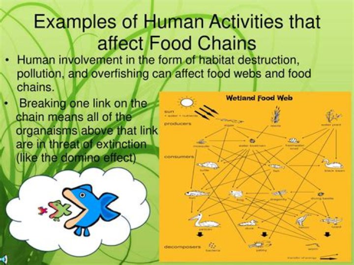 How does over hunting affect the food chain?