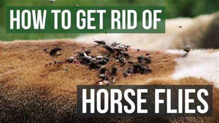 How fast can a horse fly fly?