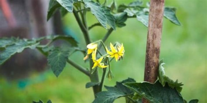 How long after flowering do tomatoes grow?
