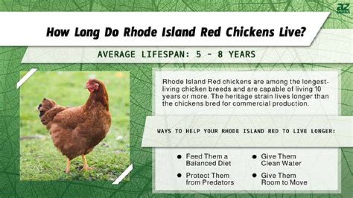How long do Rhode Island Reds live for?