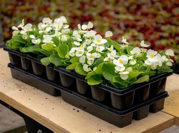 How many flowers are in a flat?