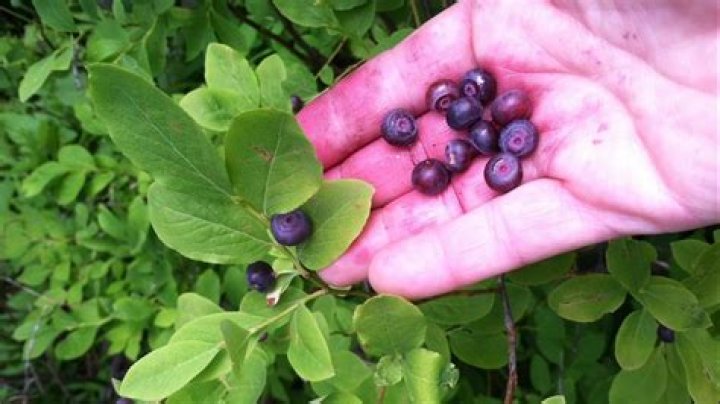 How many pounds of huckleberries make a gallon?