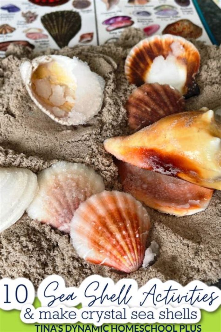 How much are handmade shells for TC?